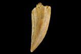 Raptor Tooth - Real Dinosaur Tooth #124861-1